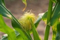 Corn flower on agricultural culCorn flower on agricultural cultivation field. Baby corntivation field. Baby corn