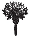 Corn, flower, Centaurea, Cyanusannual, plant, Asteraceae, Europe, cornfields vintage illustration