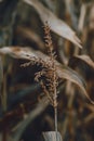 Corn flower in cornfield. Nature. Vertical format. Autumn Royalty Free Stock Photo