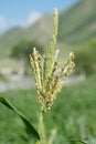 Corn flower male in field Royalty Free Stock Photo