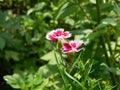 Corn Flower mix