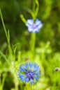 Corn-flower Royalty Free Stock Photo