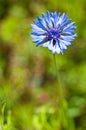 Corn-flower Royalty Free Stock Photo