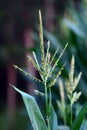 corn flowers Royalty Free Stock Photo