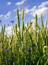 Corn-flowers Royalty Free Stock Photo