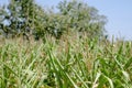 corn and flowers in the farm Royalty Free Stock Photo