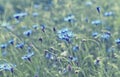 Corn flowers in a wheat field Royalty Free Stock Photo