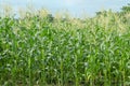 corn and flowers which is in the farm Royalty Free Stock Photo