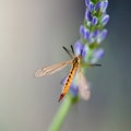 Lavender with insect in macro