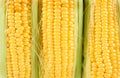 Corn, Fresh corn cobs
