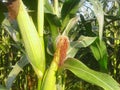 corn fruit hanging on the stem with ist fine hair