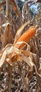 corn fruit ready to be harvested Royalty Free Stock Photo