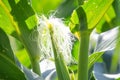 corn in garden,beauty corn flower green corn field in asia.