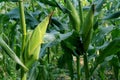 Corn garden Royalty Free Stock Photo