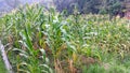 Corn Gardens that are not ready to be harvested Royalty Free Stock Photo