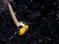 Corn germination Royalty Free Stock Photo