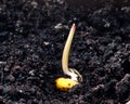 Corn germination Royalty Free Stock Photo