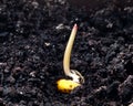 Corn germination