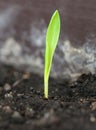 Corn germination Royalty Free Stock Photo
