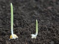 Corn germination on fertile soil Royalty Free Stock Photo