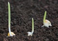 Corn germination on fertile soil Royalty Free Stock Photo