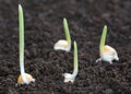 Corn germination on fertile soil