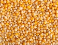 Corn grain