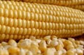 Fresh harvest of ripe, juicy, young corn Royalty Free Stock Photo