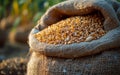 Corn grain in burlap bag on the background of agricultural crops in the field Royalty Free Stock Photo