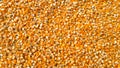 Corn grains background Extreme close-up image of corn background image Dried beans of corn as background Texture Concept of health Royalty Free Stock Photo