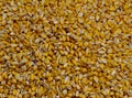 Corn grains background