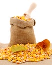 Corn grains in bag with wooden scoop Royalty Free Stock Photo