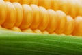 Corn grains in close-up closeup, rows of fresh and ripe yellow corn kernels, corn cob. Close-up full-screen, continuous abstract