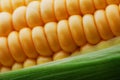 Corn grains in close-up closeup, rows of fresh and ripe yellow corn kernels, corn cob. Close-up full-screen, continuous abstract