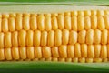 Corn grains in close-up closeup, rows of fresh and ripe yellow corn kernels, corn cob. Close-up full-screen, continuous abstract