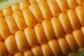 Corn grains in close-up closeup, rows of fresh and ripe yellow corn kernels, corn cob. Close-up full-screen, continuous abstract