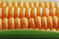 Corn grains in close-up closeup, rows of fresh and ripe yellow corn kernels, corn cob. Close-up full-screen, continuous abstract