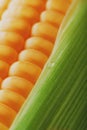 Corn grains in close-up closeup, rows of fresh and ripe yellow corn kernels, corn cob. Close-up full-screen, continuous abstract