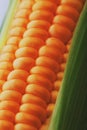 Corn grains in close-up closeup, rows of fresh and ripe yellow corn kernels, corn cob. Close-up full-screen, continuous abstract