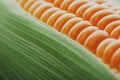 Corn grains in close-up closeup, rows of fresh and ripe yellow corn kernels, corn cob. Close-up full-screen, continuous abstract