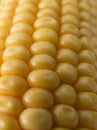 Corn grains