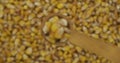 Corn grains in a spoon. Refocusing from a spoonful of grain to a pile of grain. Rotation.