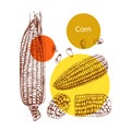 Corn, graphics, hand-drawing