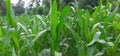 Corn green feilds Royalty Free Stock Photo