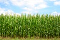 Corn green field Royalty Free Stock Photo