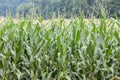 Corn green field Royalty Free Stock Photo