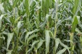 Corn green field Royalty Free Stock Photo
