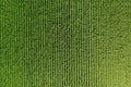 Corn green field from a great height Royalty Free Stock Photo