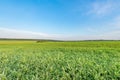 Corn green field at summer sunset. Royalty Free Stock Photo