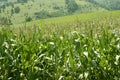Corn green fields landscape outdoors Royalty Free Stock Photo